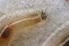 Dasyhelea sp.